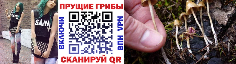 Псилоцибиновые грибы Cubensis  Миллерово 